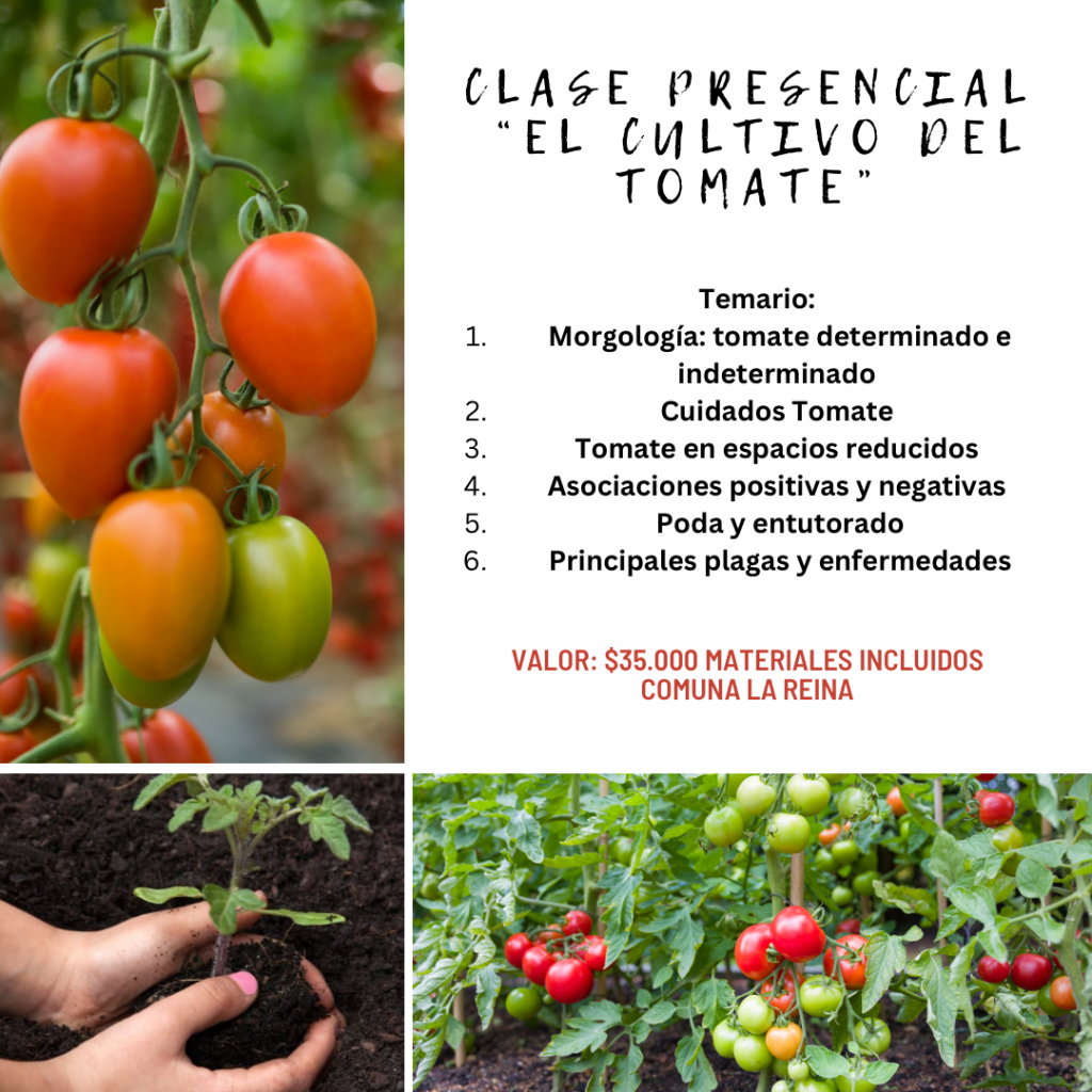 Clase Presencial El Cultivo Del Tomate Huertorganico